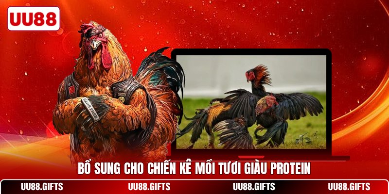 Bổ sung cho chiến kê mồi tươi giàu protein