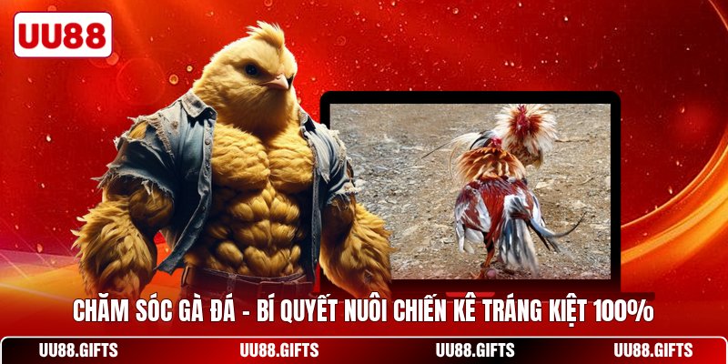 Chăm Sóc Gà Đá - Bí Quyết Nuôi Chiến Kê Tráng Kiệt 100%