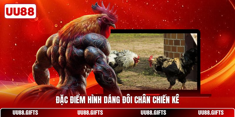 Đặc điểm hình dáng đôi chân chiến kê