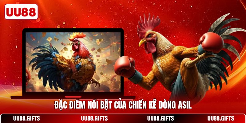Đặc điểm nổi bật của chiến kê dòng Asil