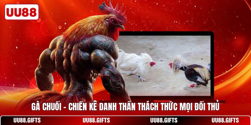 Gà Chuối - Chiến Kê Danh Thần Thách Thức Mọi Đối Thủ