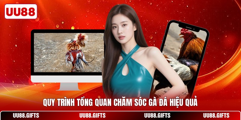 Quy trình tổng quan chăm sóc gà đá hiệu quả
