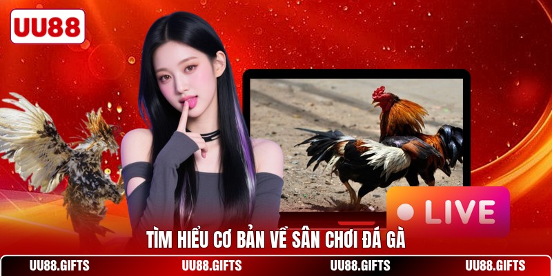 Tìm hiểu cơ bản về sân chơi đá gà